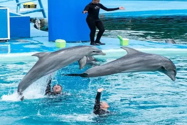 Spectacle de Dauphins en Famille