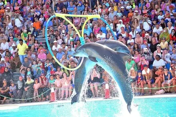 Spectacle de Dauphins en Famille — view 2