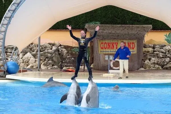 Spectacle de Dauphins en Famille — view 3