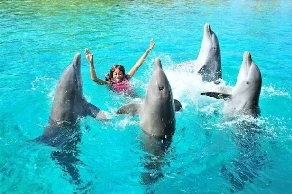 Spectacle de Dauphins en Famille — view 4