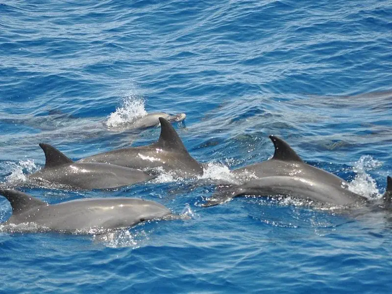 Excursion Privée avec les Dauphins