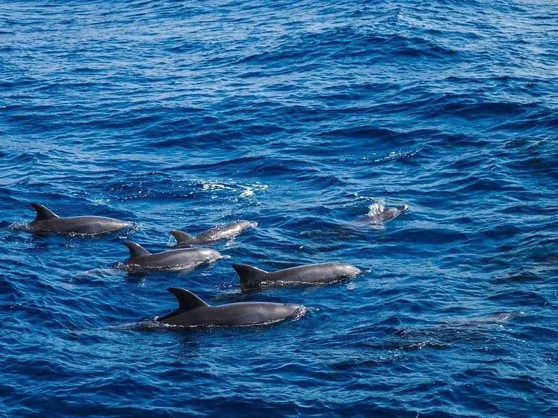 Excursion Privée avec les Dauphins — view 2