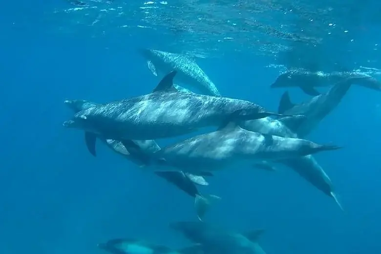 Excursion Privée avec les Dauphins — view 3