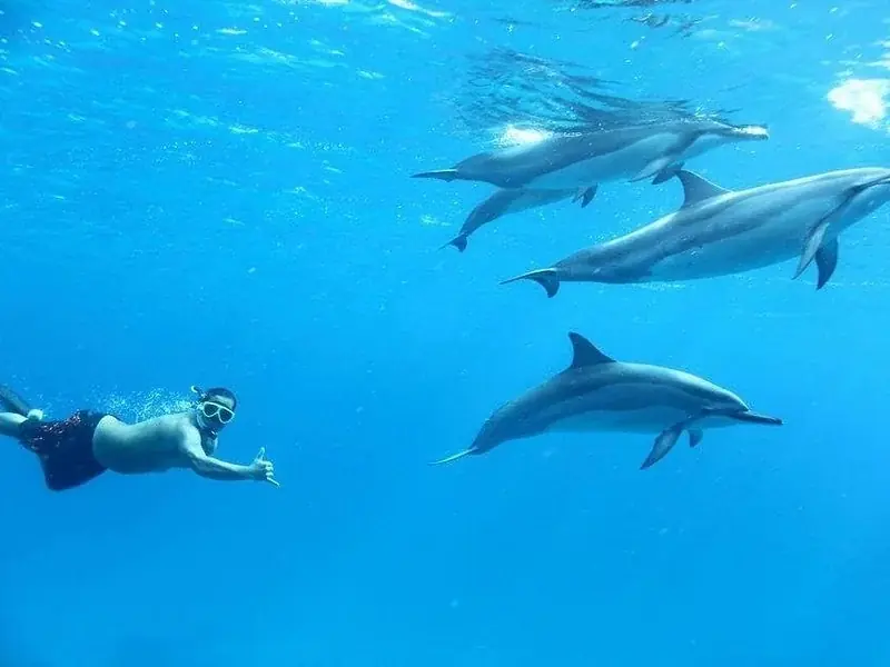 VIP Dolphin House Boat Trip — view 3