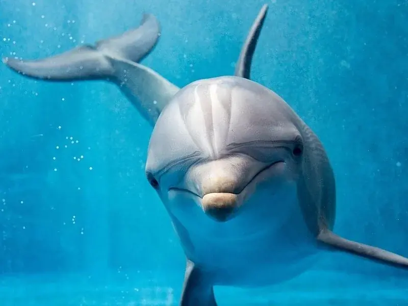 VIP Dolphin House Boat Trip — view 4